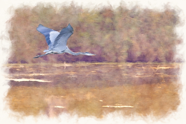 Great Blue Heron - October 02, 2013 - 198-Edit-Edit-3 -2