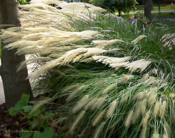 Wind and Ornamental Grass - September 24, 2010